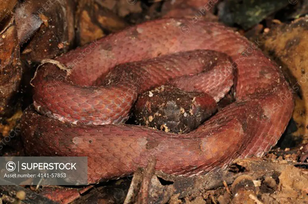 Hog-Nosed Pit Viper, Porthidium Nasutum, Selva Verde Nature Reserve, Sarapiqui Region, Costa Rica