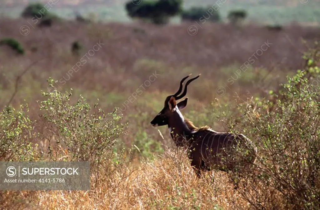 lesser kudu tragelaphus imberis tsavo national park, kenya 