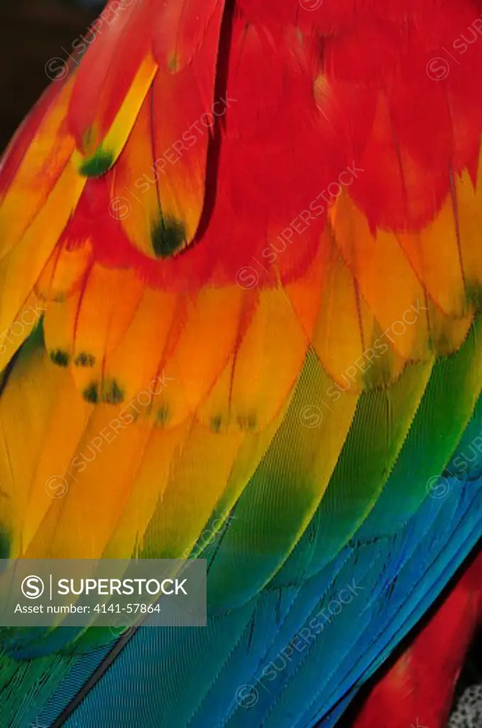 Scarlet Macaw (Ara Macao) Wing Detail, Yasuni National Park, The Amazon, Ecuador