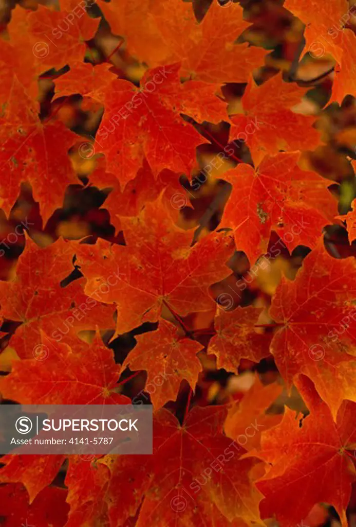 sugar maple acer saccharum foliage in autumn colours 