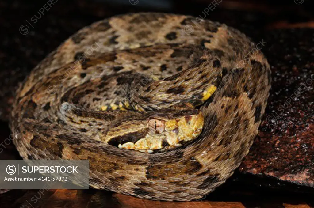 Lancehead Pit-Viper Bothrops Atrox, Latin America'S Most Dangerous Snake, Yasuni National Park, The Amazon, Ecuador