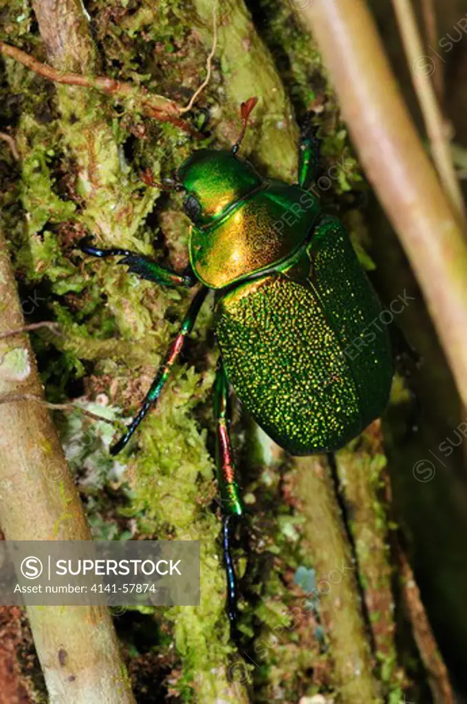 Unidentified / Undescribed Scarab Beetle, Yasuni National Park, The Amazon, Ecuador