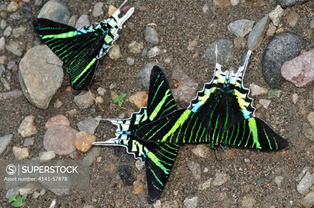 Daily Moths Urania Leilus (Uraniidae), Yasuni National Park, The Amazon, Ecuador