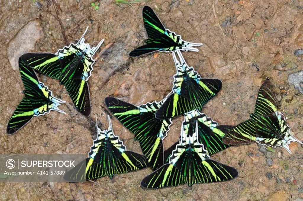 Green-Banded Urania, Urania Leilus (Uraniidae: Uraniinae), Day Moths, Yasuni National Park, The Amazon, Ecuador