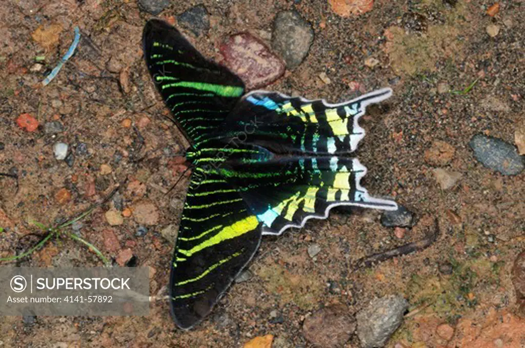 Green-Banded Urania, Urania Leilus (Uraniidae: Uraniinae), A Day Moth, Yasuni National Park, The Amazon, Ecuador