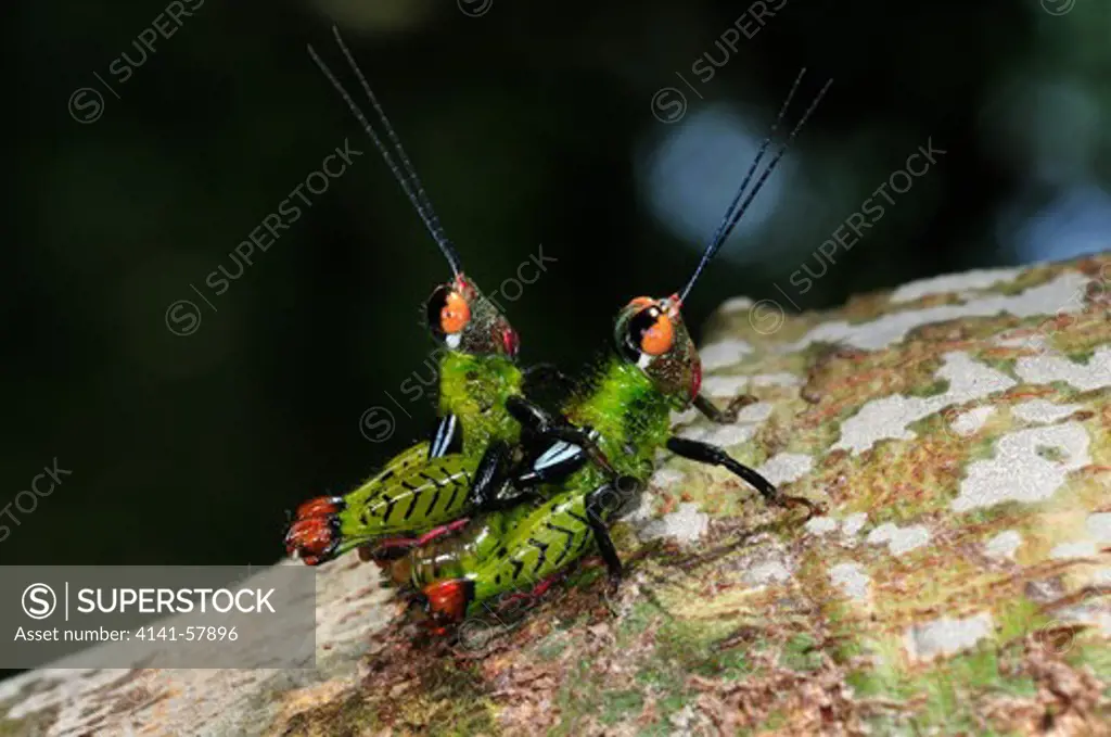 Undescribed Acridiidae Grasshoppers, Mating, Yasuni National Park, The Amazon, Ecuador