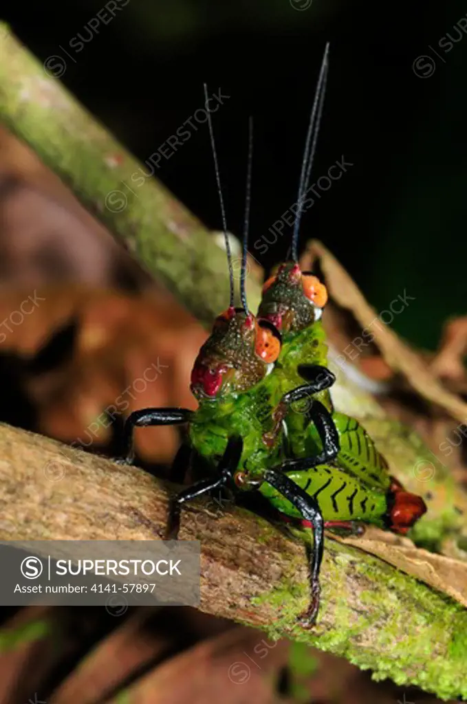 Undescribed Acridiidae Grasshoppers, Mating, Yasuni National Park, The Amazon, Ecuador