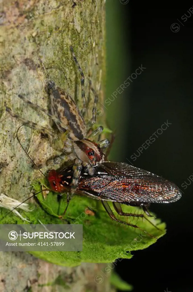 Jumping Spider Capidava Sp., (Salticidae) With Forest Cockroach Prey, Yasuni National Park, The Amazon, Ecuador