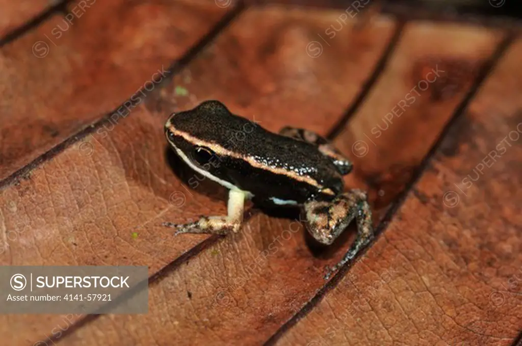 Dendrobatid Poison Arrow Frog Ameerega Hahneli, Yasuni National Park, The Amazon, Ecuador