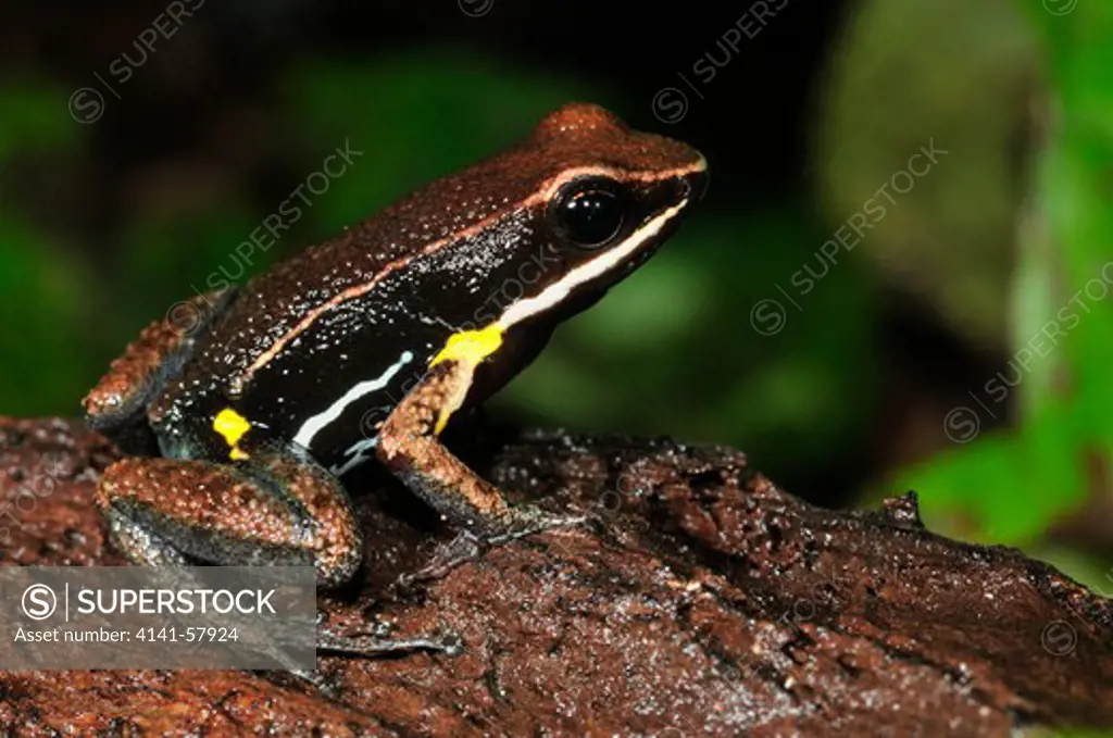 Dendrobatid Poison Arrow Frog Ameerega Hahneli, Yasuni National Park, The Amazon, Ecuador