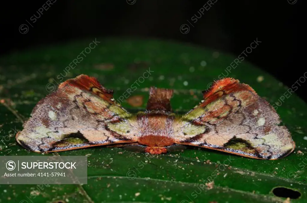 American Silkworm Moth, Quentalia Sp. (Apatelodidae), Yasuni National Park, The Amazon, Ecuador