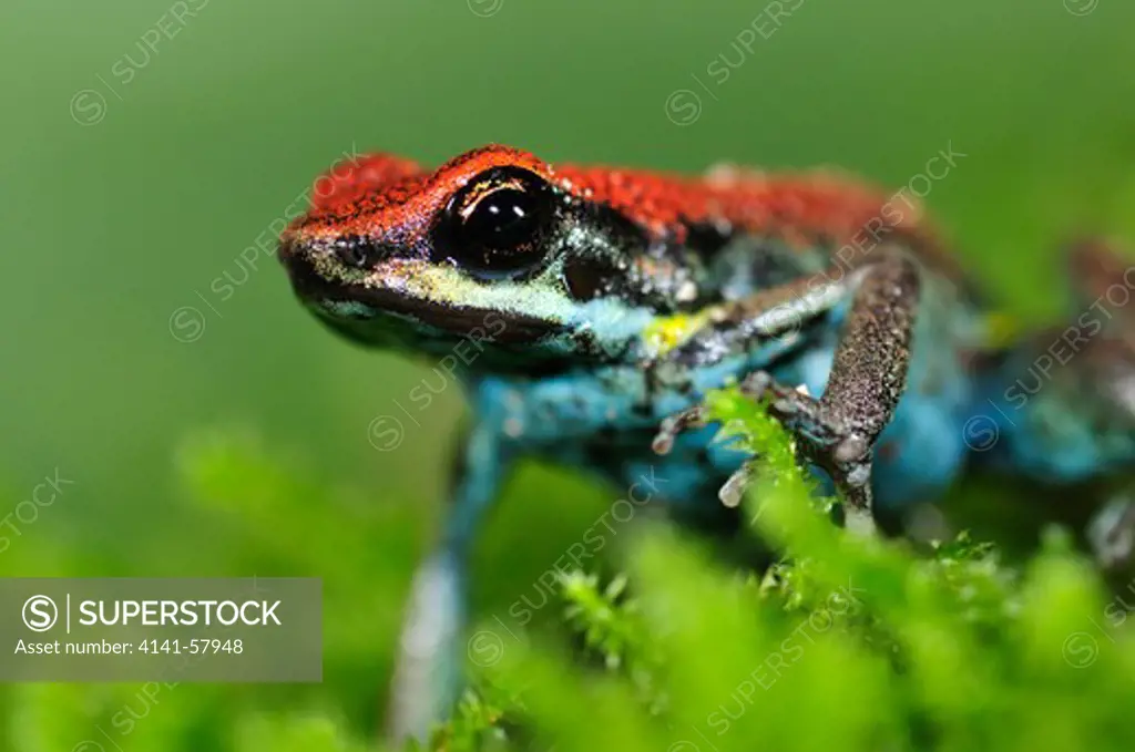 Ecuadorian Poison Frog Ameerega Bilinguis, Yasuni National Park, The Amazon, Ecuador