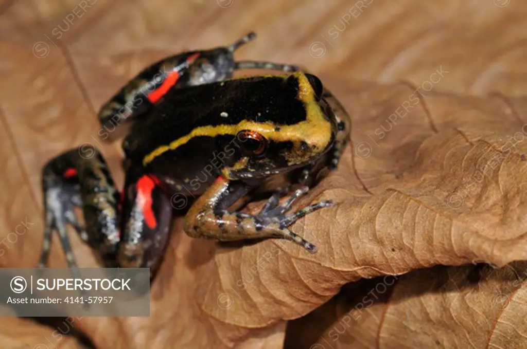 Painted Antnest Frog (Leptodactylus Lineatus), Yasuni National Park, The Amazon, Ecuador