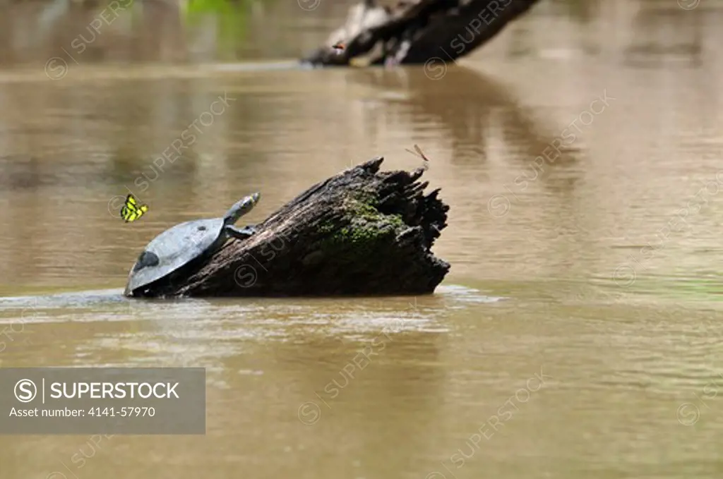 Yellow-Spotted River Turtle Podocnemis Unifilis, Yasuni National Park, The Amazon, Ecuador