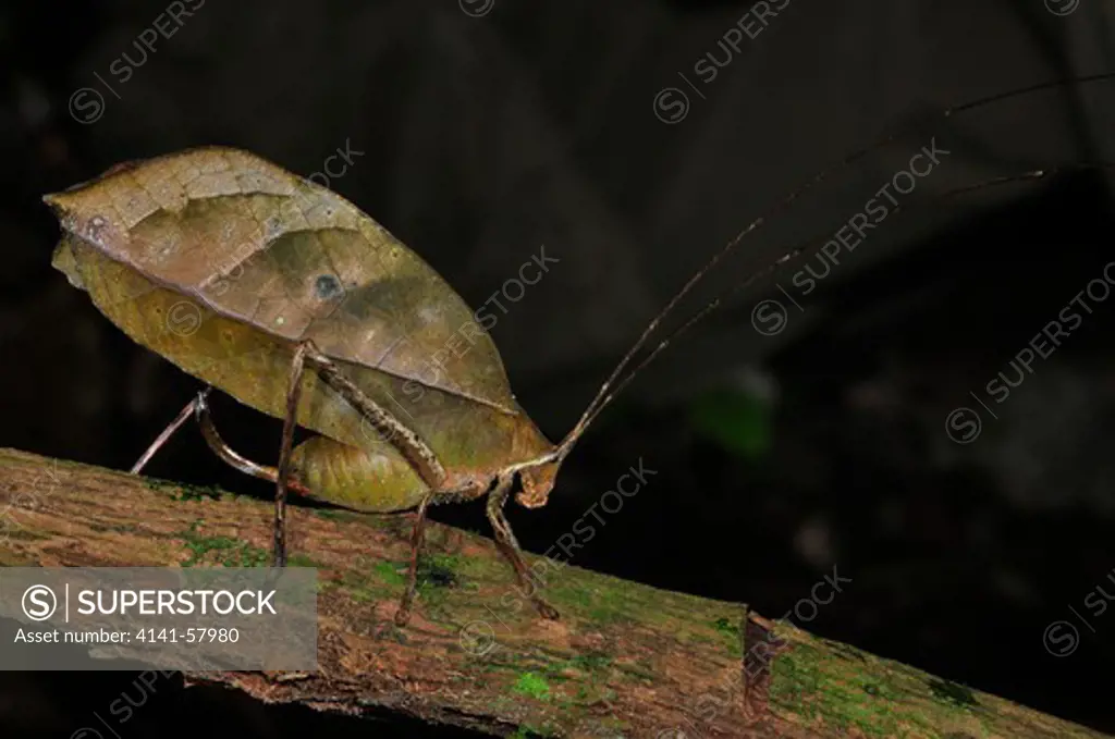 Leaf Katydid Pterachroza Ocellata, Yasuni National Park, The Amazon, Ecuador