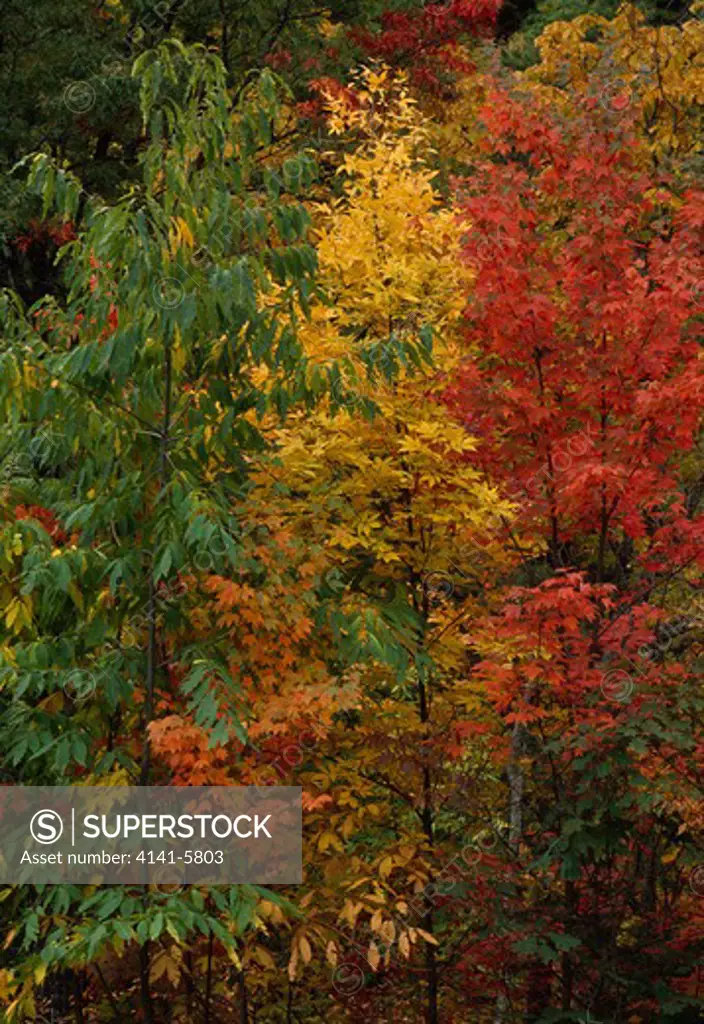 autumn foliage near sugarlands great smoky mountains national park, tennessee, usa
