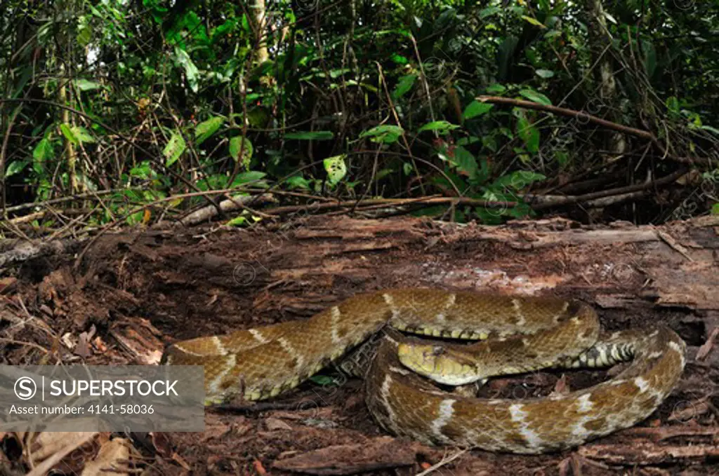 Lancehead Pit-Viper Bothrops Atrox, Latin America'S Most Dangerous Snake, Yasuni National Park, The Amazon, Ecuador