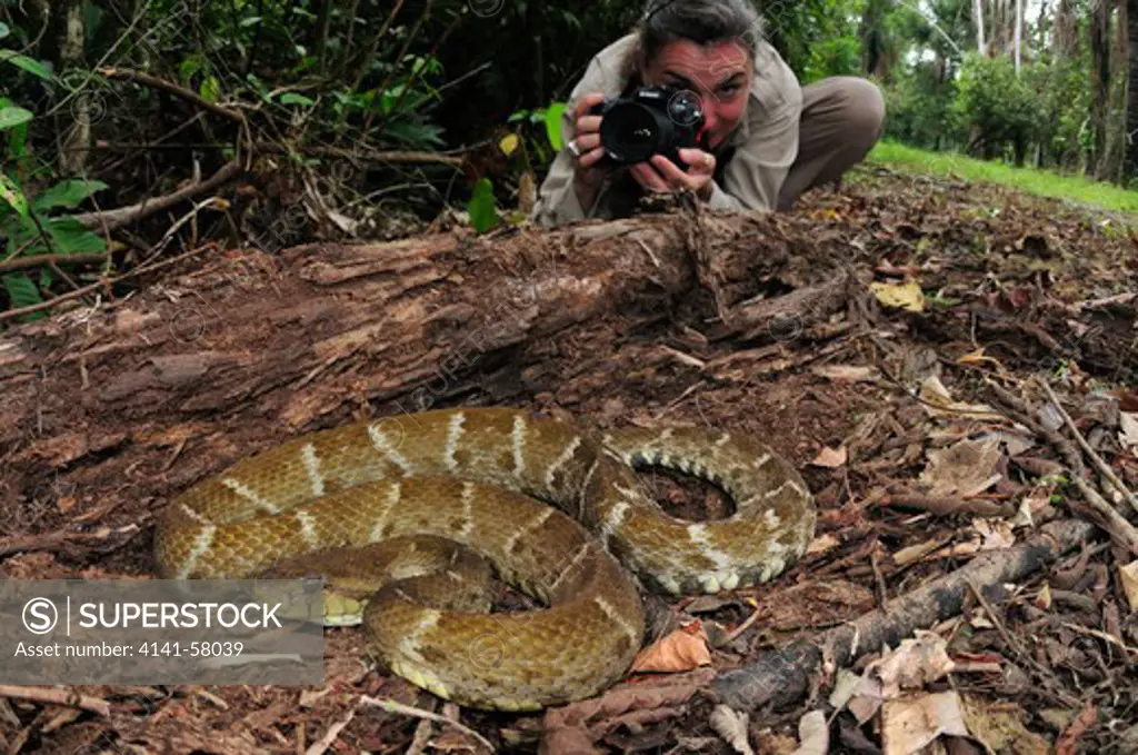 Photographer Antonella Ferrari With Lancehead Pit-Viper Bothrops Atrox, Latin America'S Most Dangerous Snake, Yasuni National Park, The Amazon, Ecuador