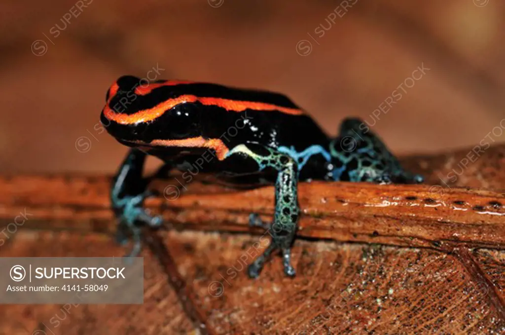Reticulated Poison Frog (Ranitomeya Ventrimaculata), Yasuni National Park, The Amazon, Ecuador