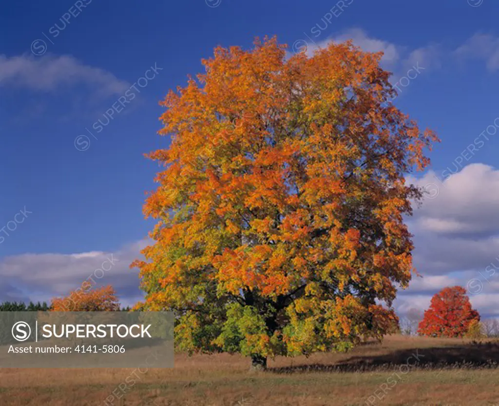 sugar maple in autumn colours acer saccharum michigan, usa 