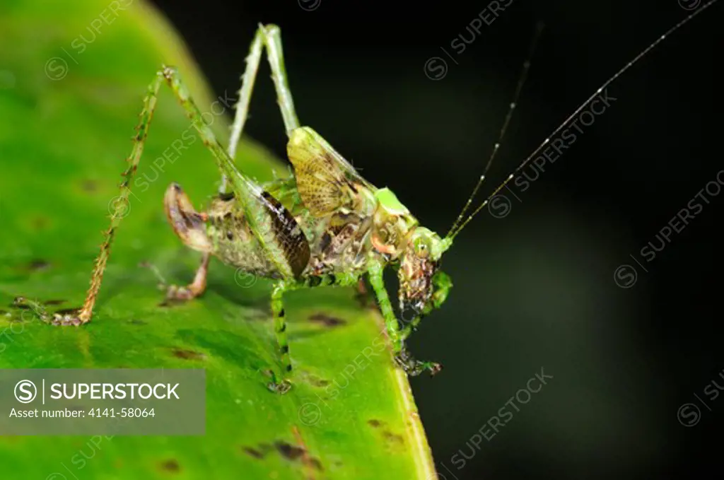 Leaf-Mimic Katydid (Tettigoniidae), Yasuni National Park, The Amazon, Ecuador