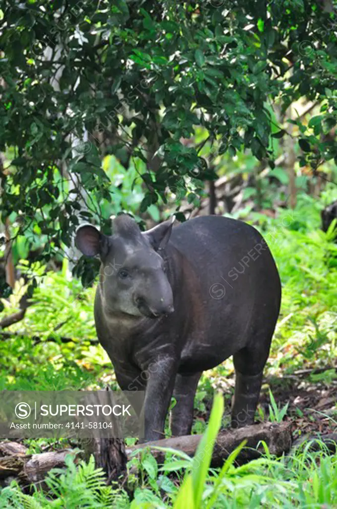 South American Tapir (Tapirus Terrestris), Yasuni National Park, The Amazon, Ecuador
