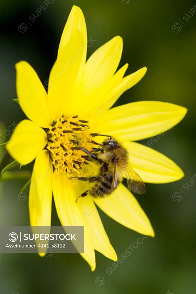 Tawny Or Carder Bumblebee (Bombus Pascuorum) Feeding On Garden Flower, Sussex, Uk