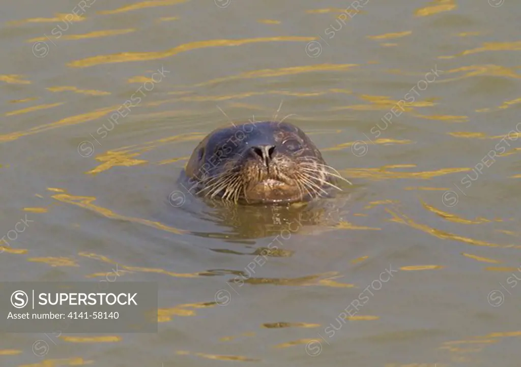 Common Or Harbour Seal (Phoca Vitulina) River Ouse, Cuckmere Haven, Sussex, Uk