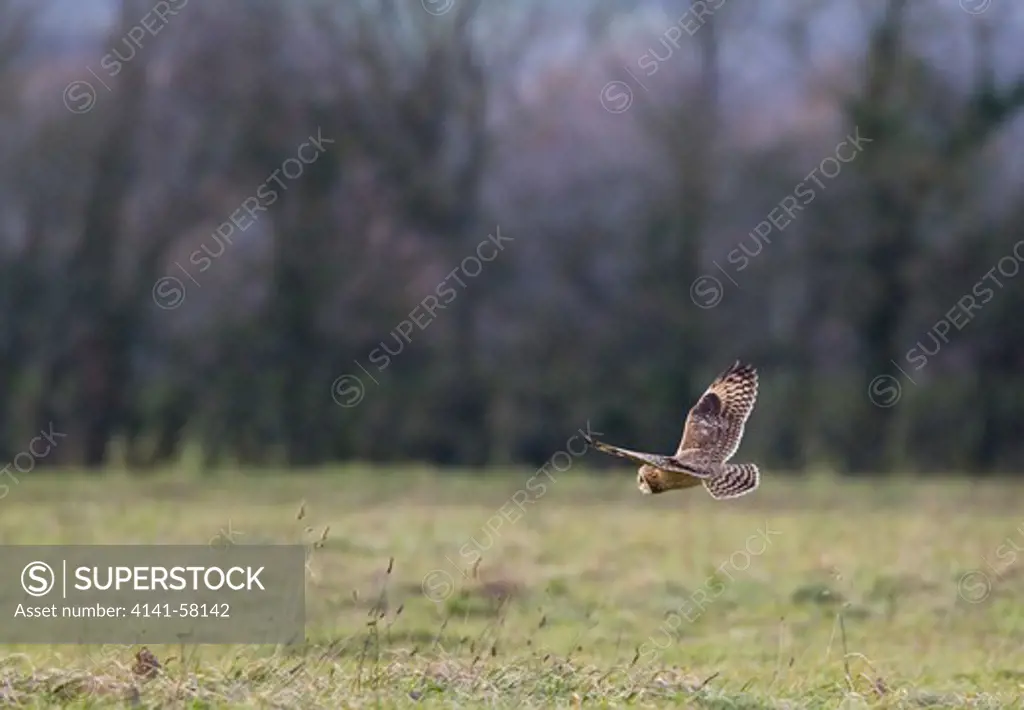 Short-Eared Owl (Asio Flammeus) In Flight, Upper Beeding, Sussex, Uk. December