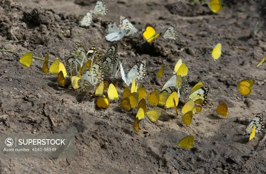 Several Different Species Of Pieridae Butterflies At Mineral Lick , Moremi, Okavango Delta, Botswana.