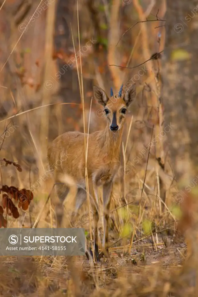 A Common Duiker (Sylvicapra Grimmia) In Kafue National Park, Zambia.