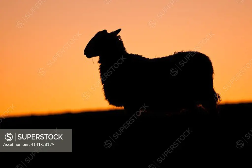 A Ewe (Ovis Aries) Silhoetted Against Glow Of Sunset, Kitley, Devon, U.K.