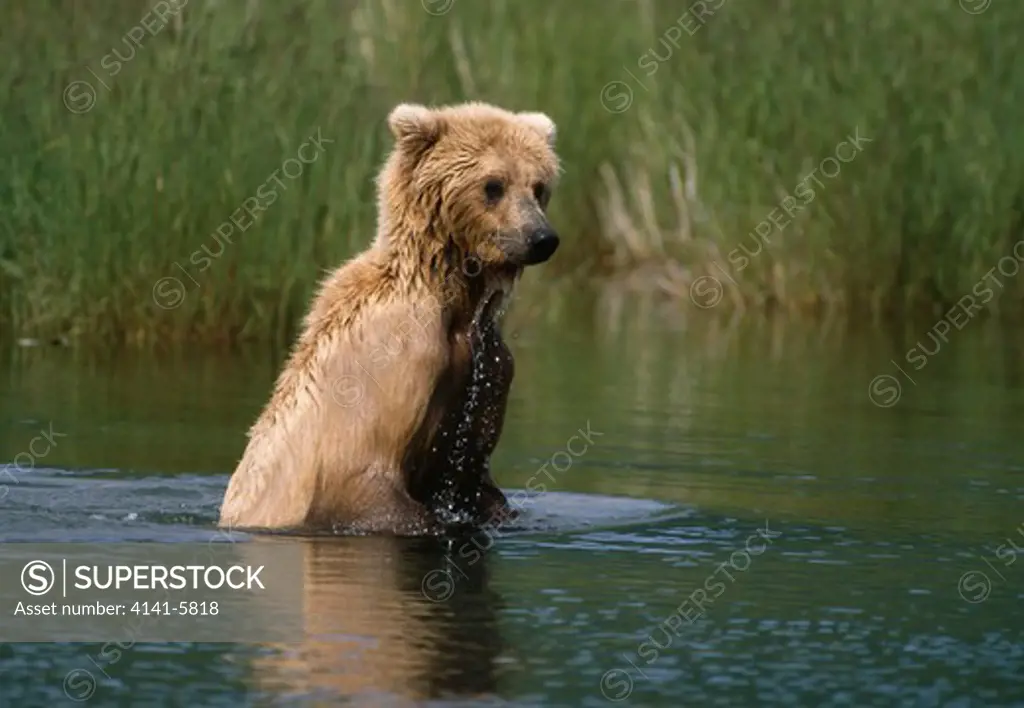 kodiak brown bear ursus arctos middendorffi katmai national park, alaska, usa 