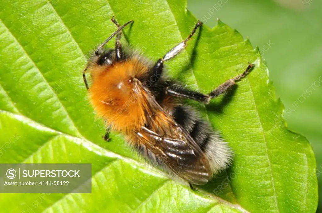 Tree Bumblebee Bombus Hypnorum (Male), Wandle Meadow, London, May 2008