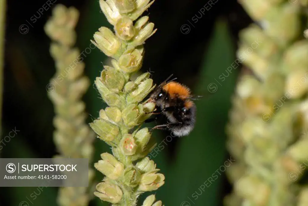 Tree Bumblebee Bombus Hypnorum (Worker), Kew Gardens, Surrey 2007