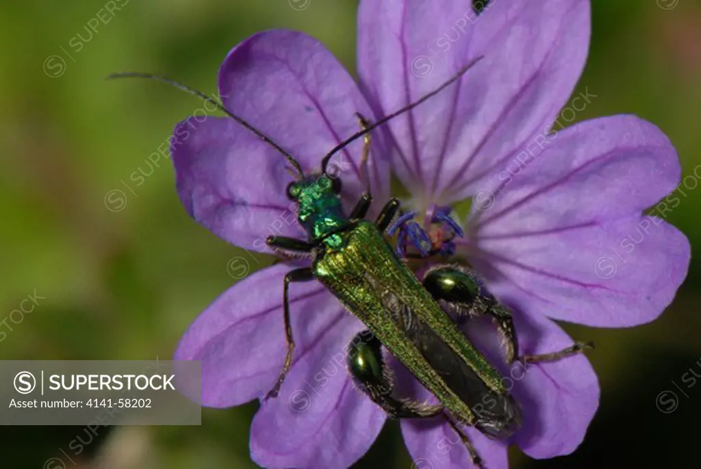 Thick-Legged Flower Bee Oedemera Nobilis (Male), Wandle Meadow, London, May 2007