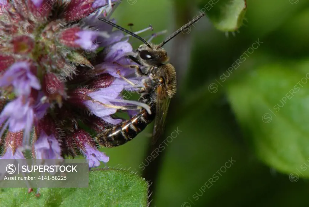 Solitary Bee Lasioglossum Calceatum (Male) Feeding On Marjoram Oreganum Majorana, Denbies Hillside, Surrey, September 2007