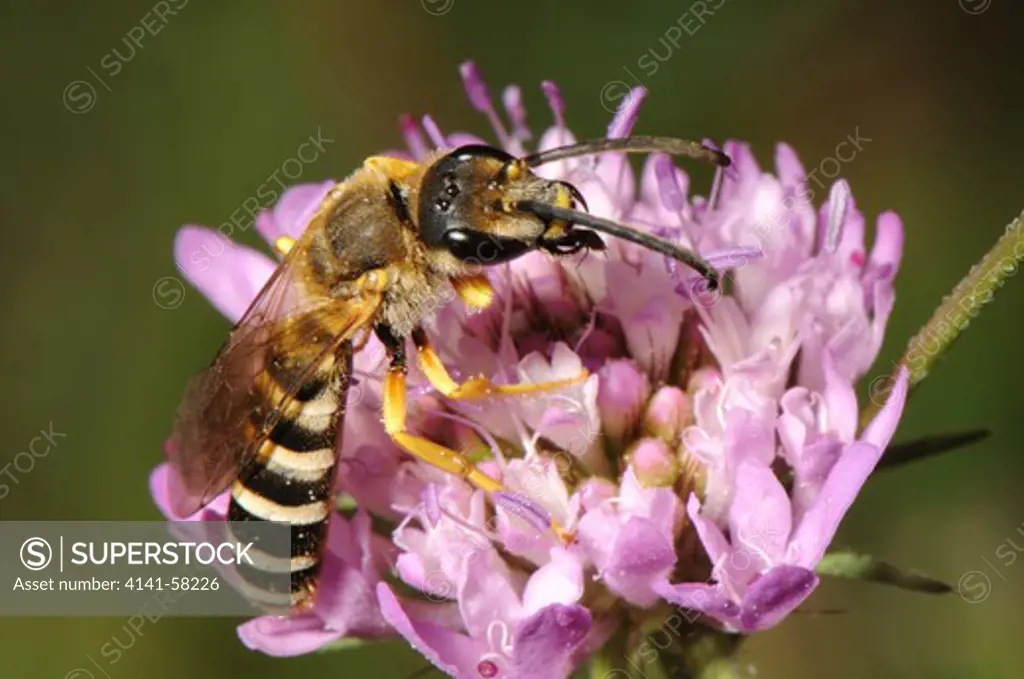 Solitary Bee Halictus Scabiosa Feeding On Scabious Knautia Sp., Casale Marittimo, Tuscany, Italy, July 2008