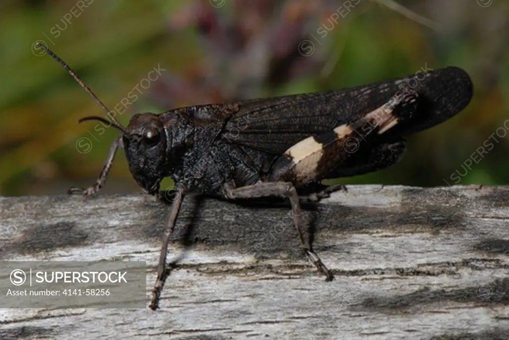 Rattle Grasshopper Psophus Stridulus, Cirque De Gavarnie, Hautes-Pyrenees, South Of France, August 2007