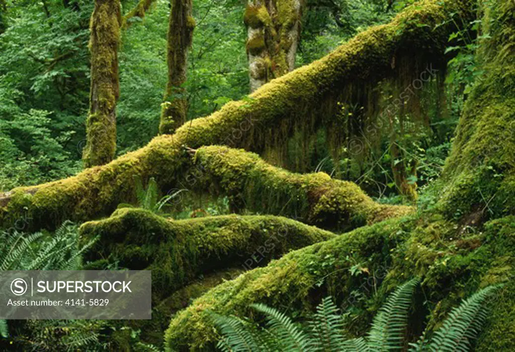 hall of mosses hoh rainforest, olympic national park, washington, usa 