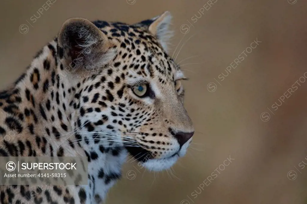 Leopard (Panthera Pardus) Etosha, Namibia, August 2010