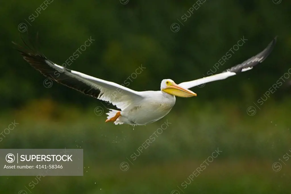 American White Pelican (Pelecanus Erythrorhynchos) Flying Shortly After Take-Off In Elk Island National Park, Alberta, Canada