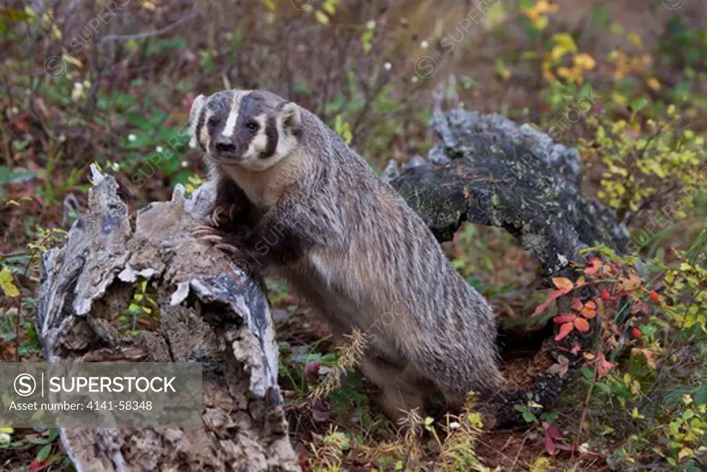 Badger (Taxidea Taxus) Leaning Against An Old Log After Having Emerged From A Hollow Log In Amongst Fall Colors Near Kalispell, Montana, Usa - Captive Animal