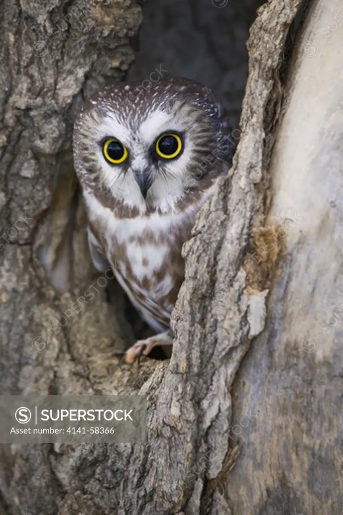 Northern Saw-Whet Owl (Aegolius Acadicus) Peering Out Of A Tree Cavity Near Denver, Colorado, Usa