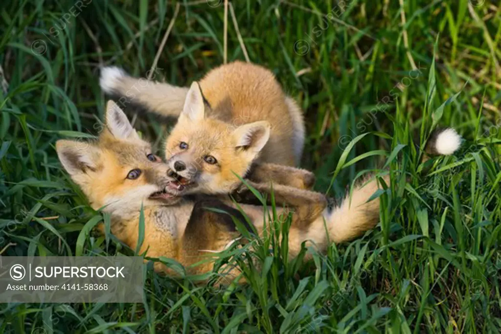 Pair Of Red Fox Kits (Vulpes Vulpes)  Play Fighting In Some Tall Grass Near Mayerthorpe, Alberta, Canada