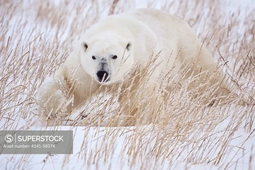Polar Bear (Ursus Maritimus) Prowling Through The Snow And Grass Near Seal River, Manitoba, Canada