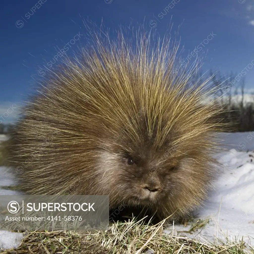 Porcupine (Dorsatum Erethizon) Standing Beside A Road On A Grassy Area Near Some Snow In Elk Island National Park, Alberta, Canada