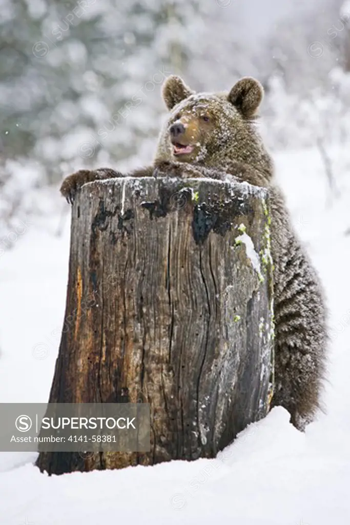 Young Grizzly Bear (Ursus Arctos Horribilis) Standing Up Against A Snowy Tree Stump - Captive Animal