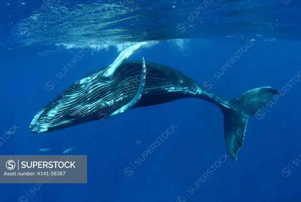 Humpback Whale Calf (Megaptera Novaeangliae), Silver Bank, Dominican Republic.