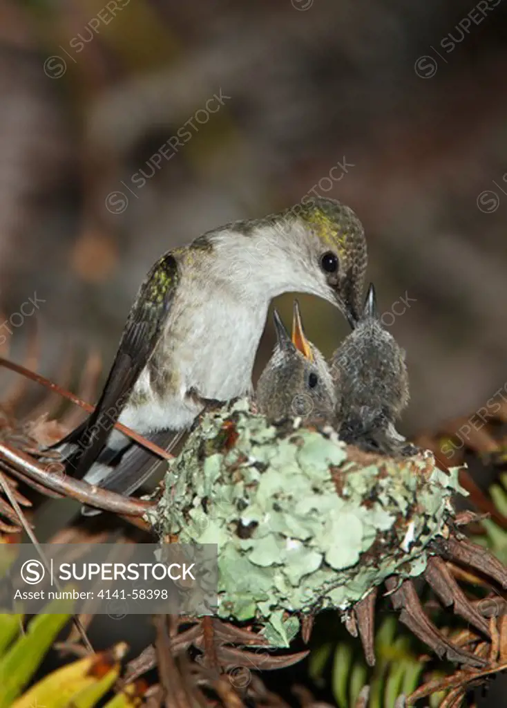 Vervain Hummingbird (Mellisuga Minima) Feeding Two Chicks At Her Nest, Dominican Republic.